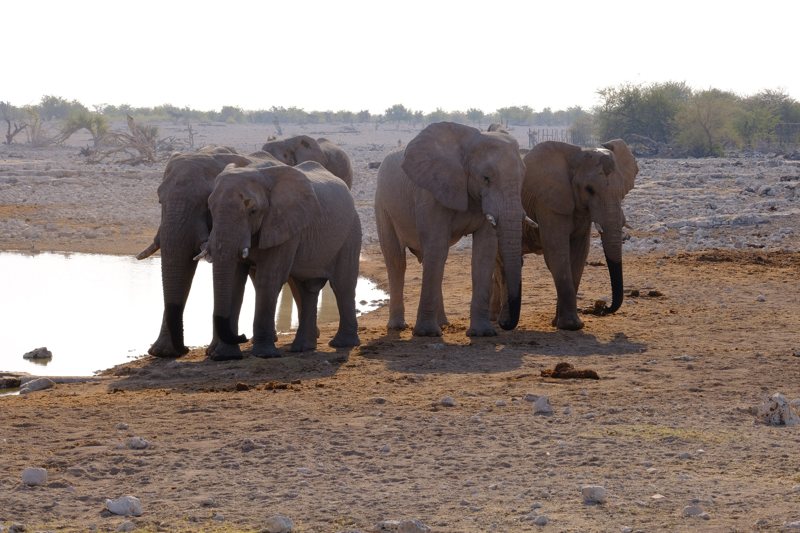 Etosha-Nationalpark