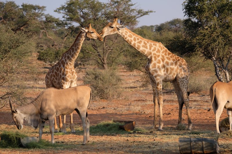 Kalahari